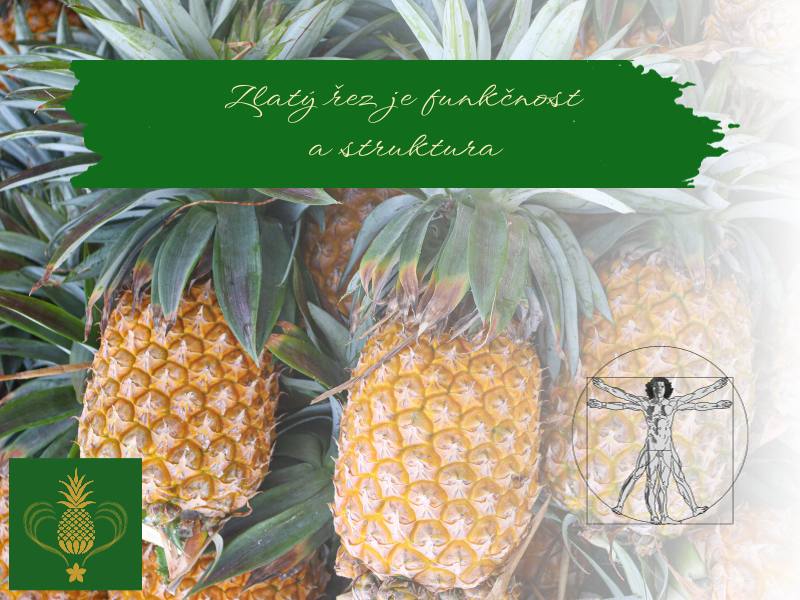 Na pozadí zralé ananasy, vlevo dole logo PHC smaragdově zelený čtverec se zlatým ananasem. Uprostřed nahoře nápis Zlatý řez je funkčnost a struktura. Vpravo dole Vitruvian Man od Leonarda Da Vinciho.
